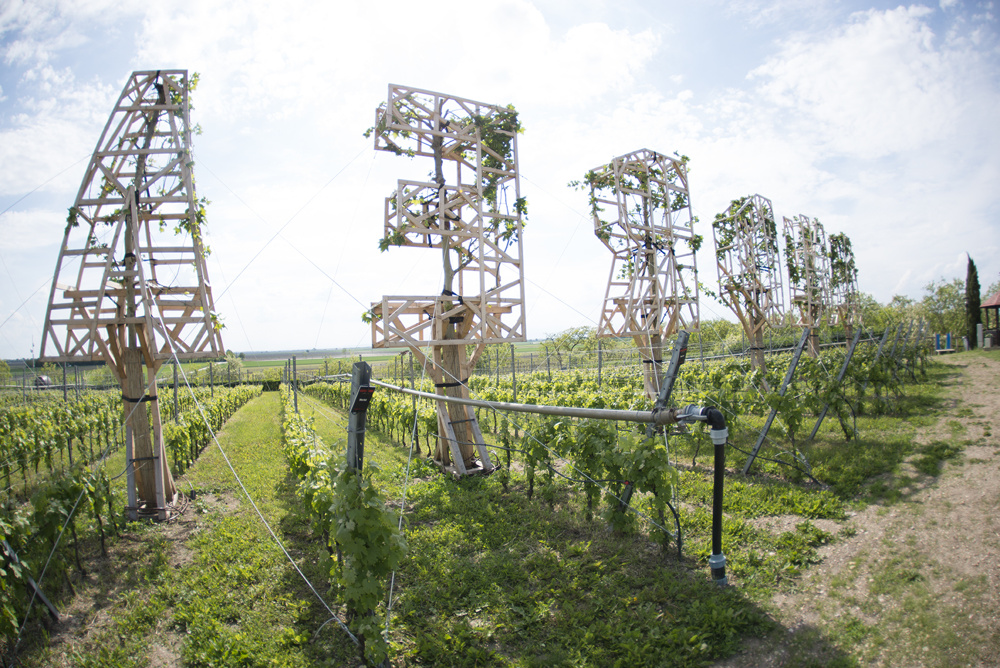 Andreasberg - Weingut Scheiblhofer